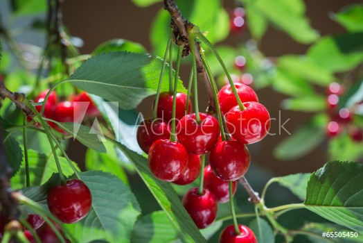 Bild på cherries on the branch